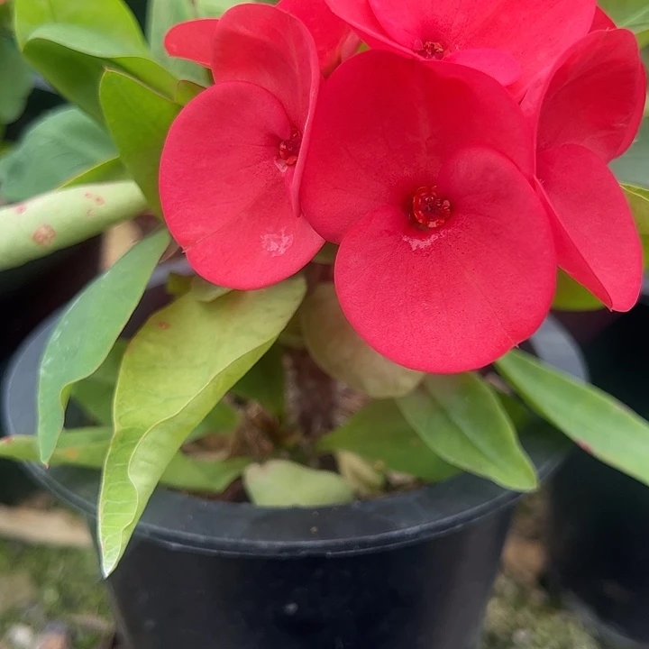 泰品扦插一物一拍