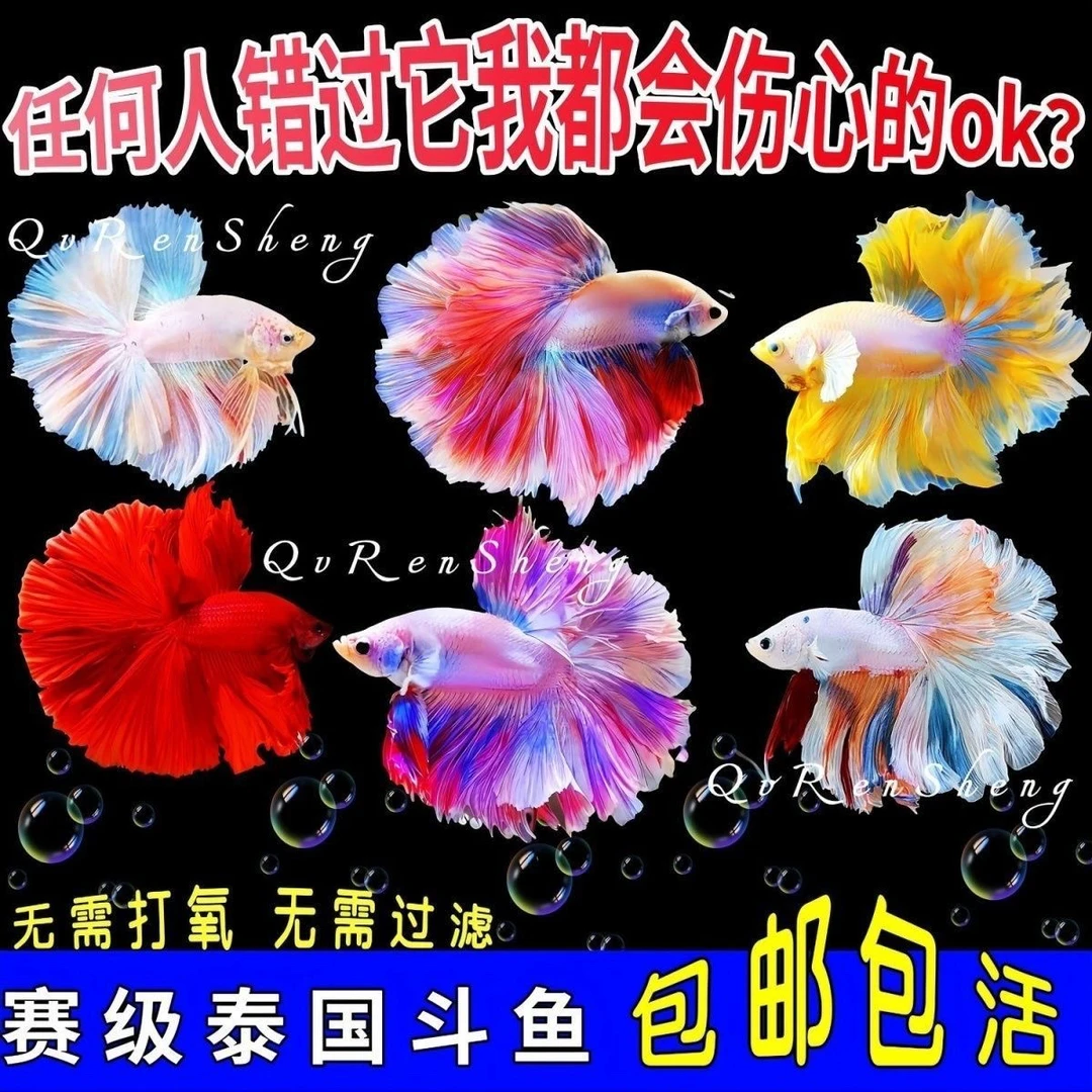 【炬盛泰斗】泰国斗鱼粉白半月婚纱鱼小型热带观赏鱼好养耐活小宠物