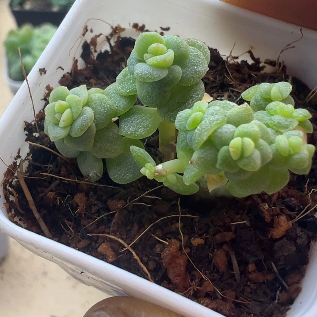 糖心多肉一物一拍