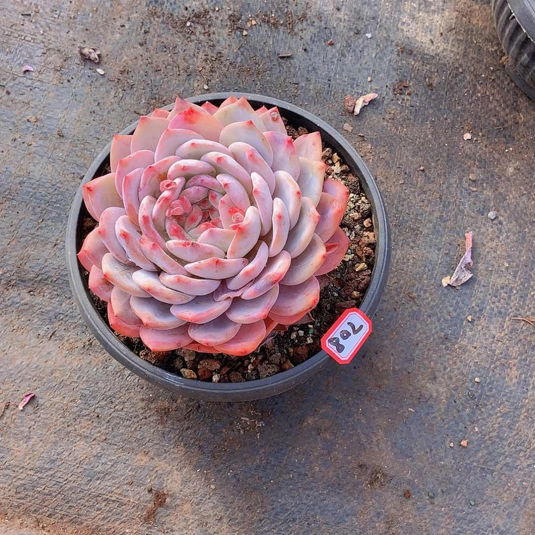 一物一拍多肉708橙子