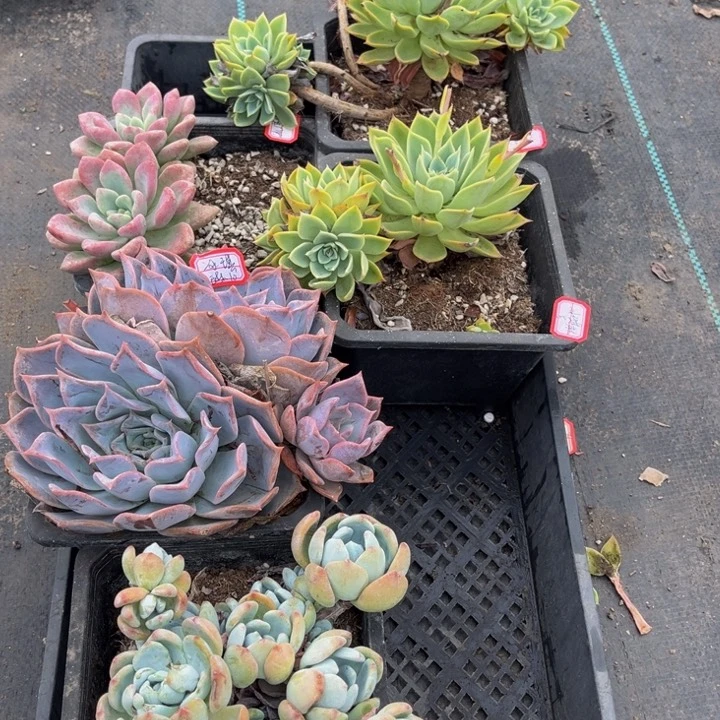 冷香露西娜三色锦两颗掉头不包损花斑露