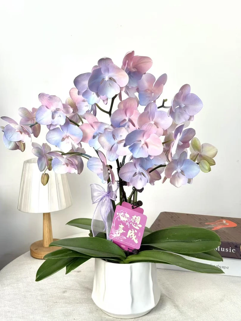 【梦幻威尼斯】室内蝴蝶兰花盆栽开花株 四季好养护绿植叶片