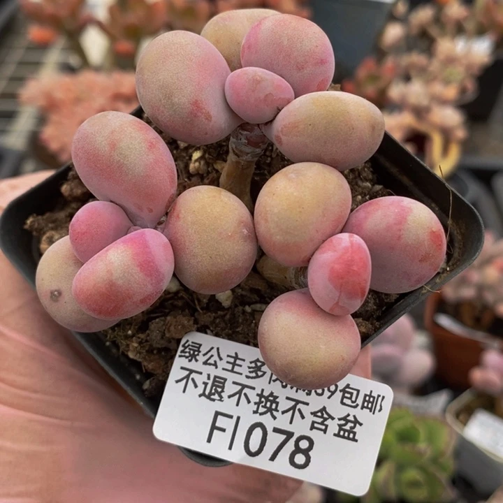 腰子桃蛋6cm1078多肉植物