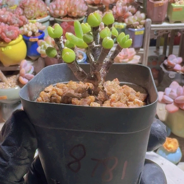 露****一物一拍编号8781