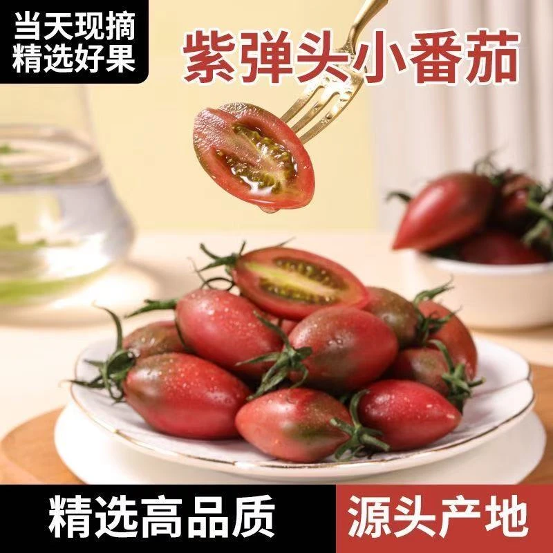 福建露天种植紫弹头小番茄当季沙瓤西红柿小番茄铁皮西红柿圣女果
