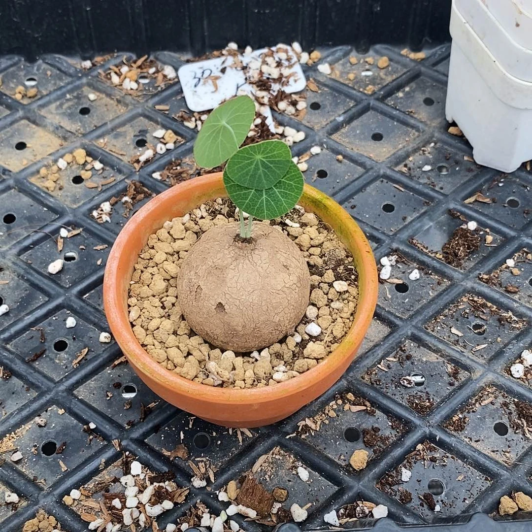 孙***兮素可泰一物一拍不包叶损