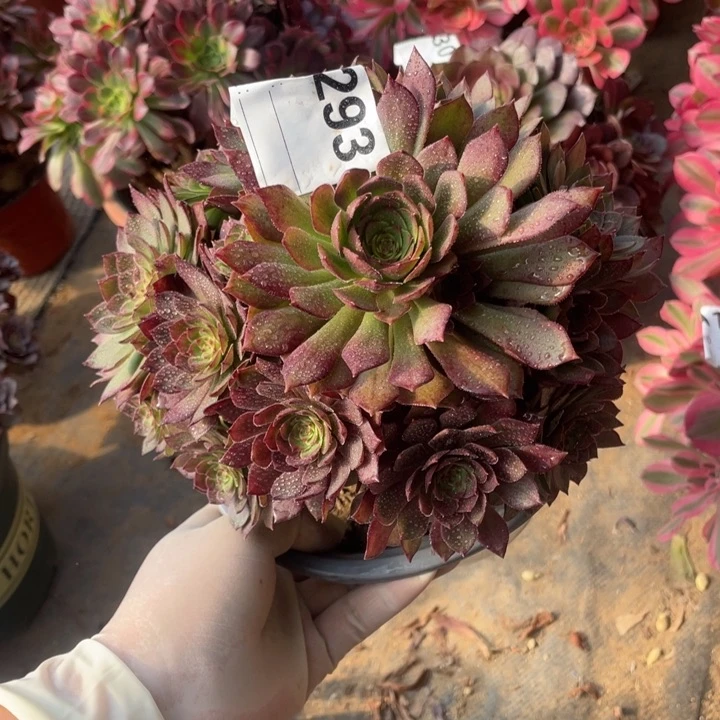 多肉红魔法师293