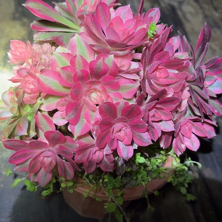 精品红女巫朵朵亏本福利27