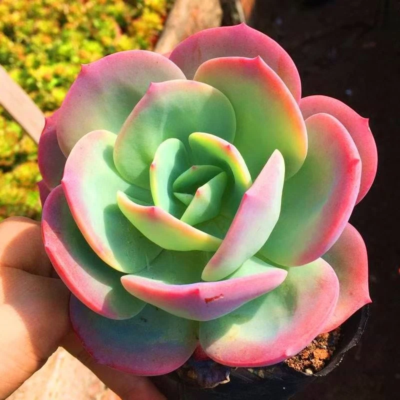 白凤 （脱土裸根发货） 多肉三仙之一大老桩叶片宽大厚实小仙女首选