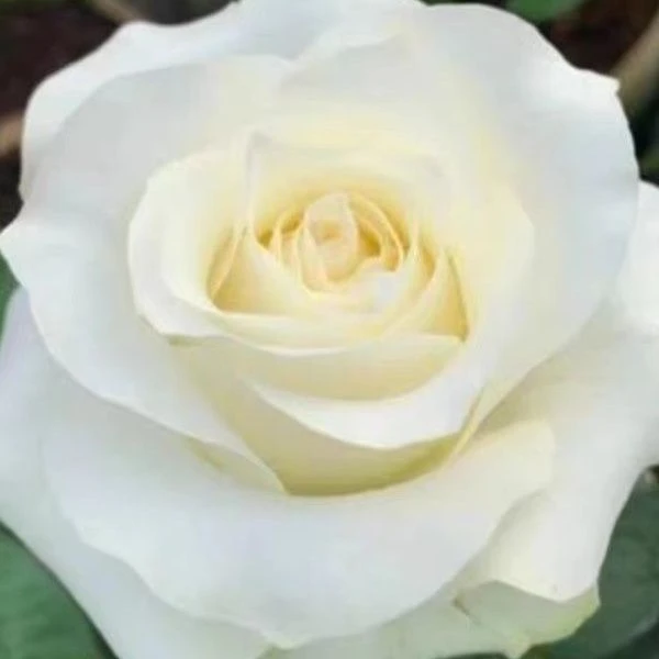 【骄傲独颗】白玫瑰阳台庭院花园楼顶好养护抗病性强花卉绿植
