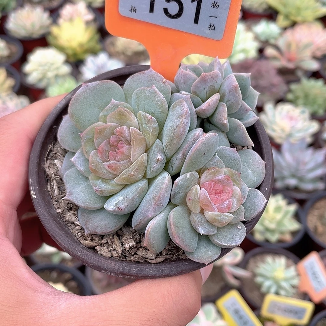玉玲珑散的151号多肉