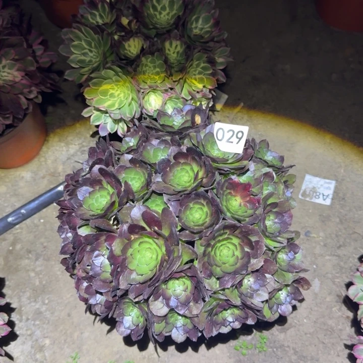 万圣节法师029法师多肉