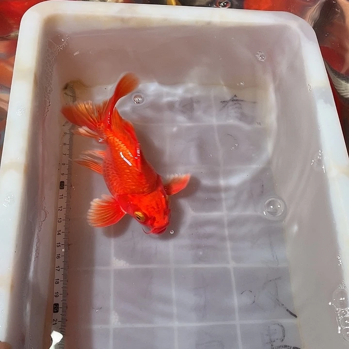 蝴蝶鲤鱼渔场直发05