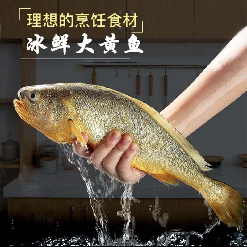 (鲜鱼鲜发)特大深海大黄鱼黄花鱼(650-750g每条)到手4条顺丰包邮