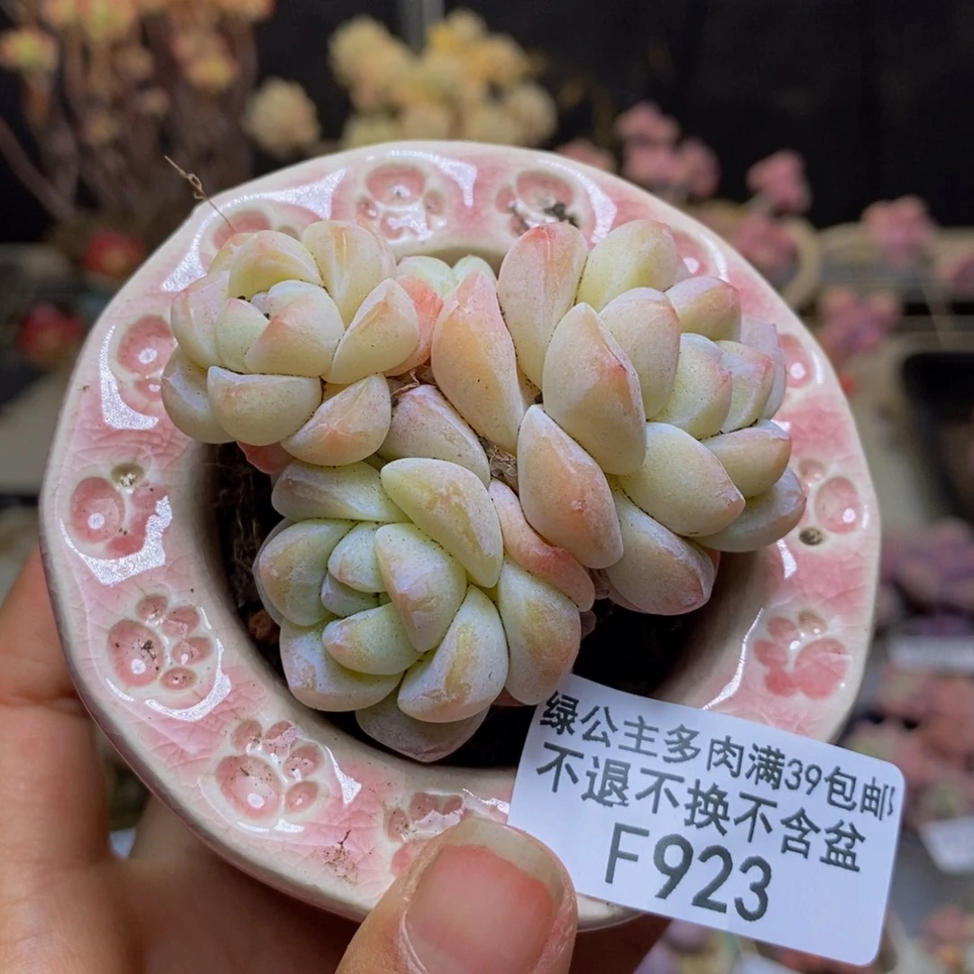 923珍妮冰玉多肉不包整