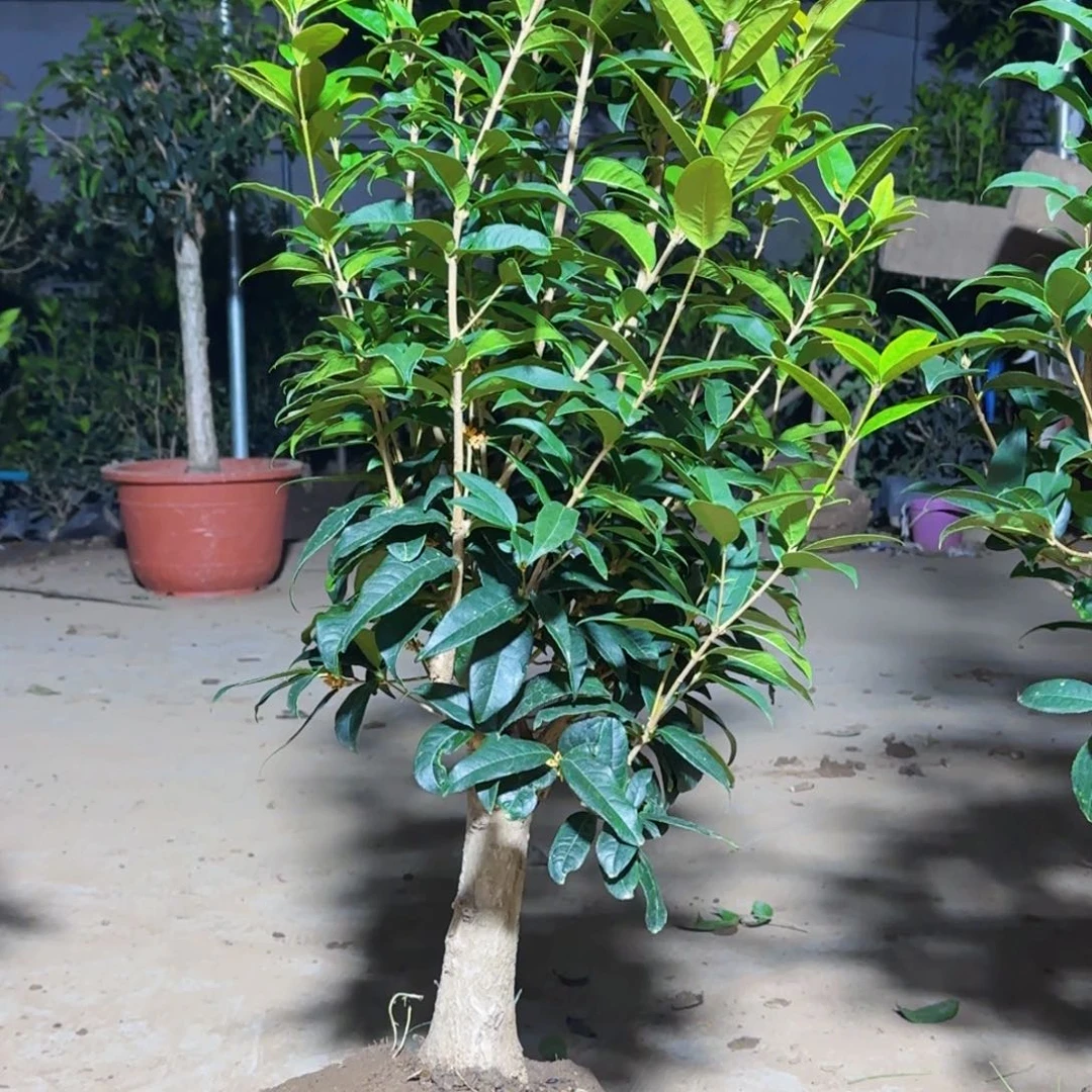 云***7无花朵桂花。四季桂系列