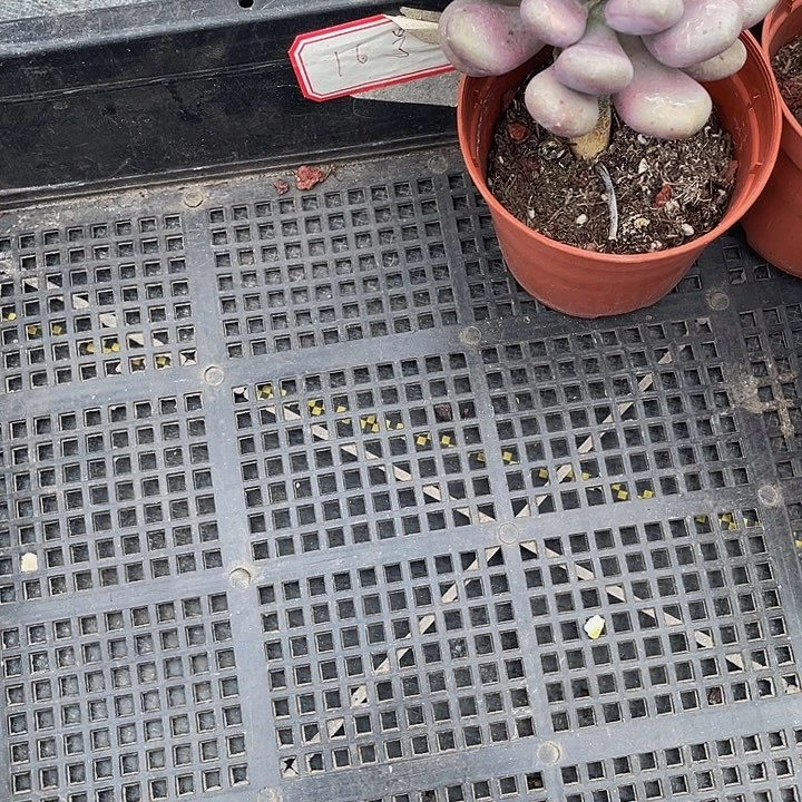 九**莉16号筐带盆土发