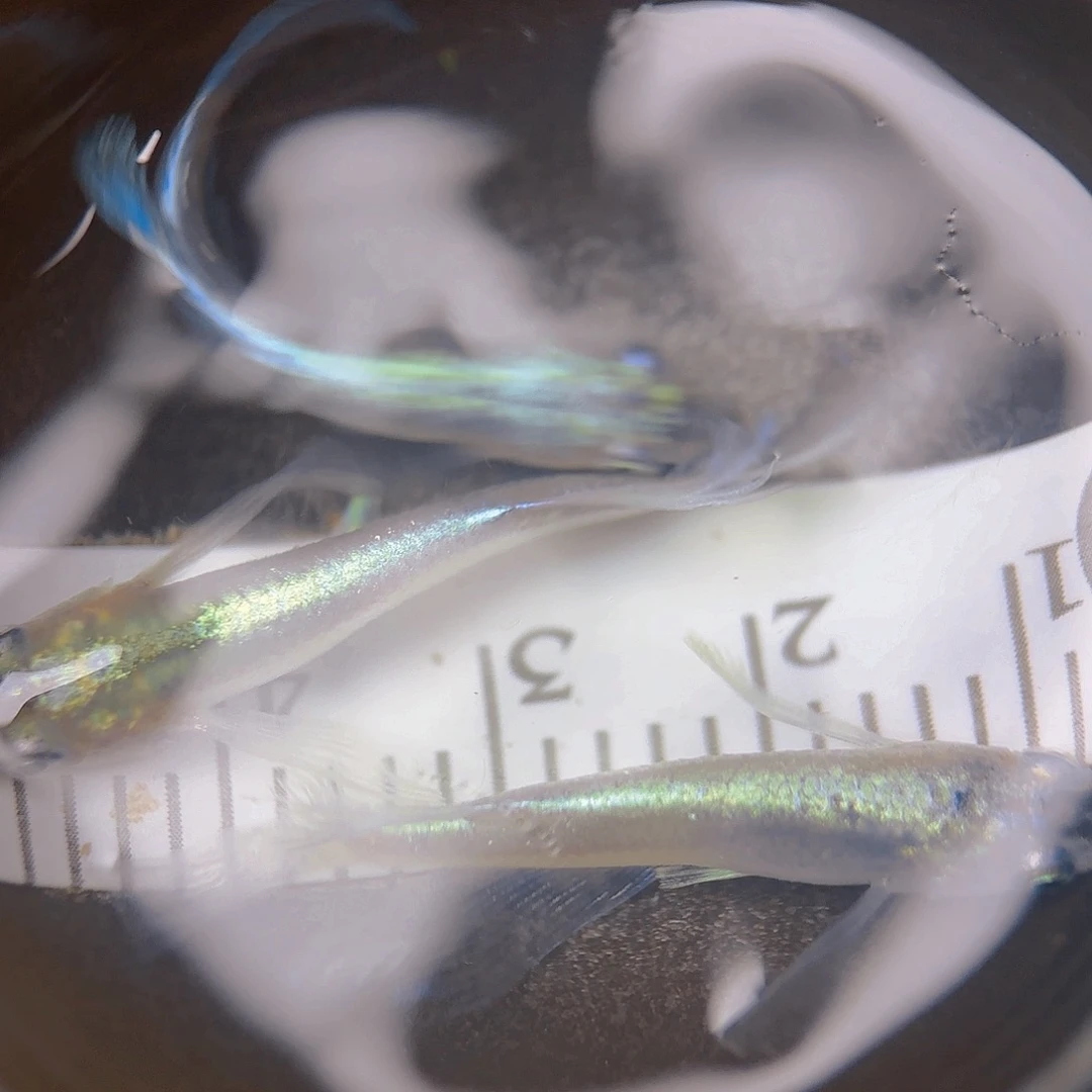 青鳉真长玛丽亚，20号链接