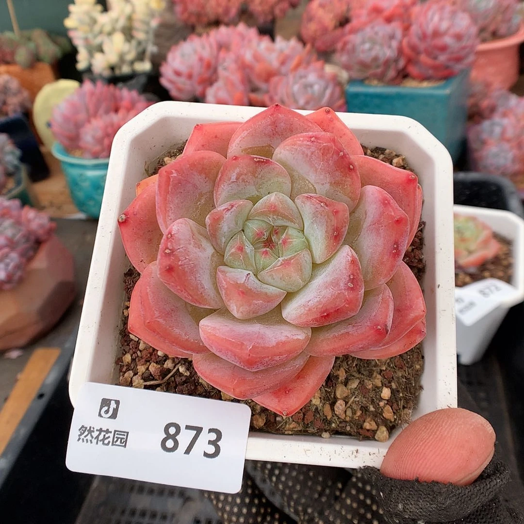 873糖心母本多肉植物6666