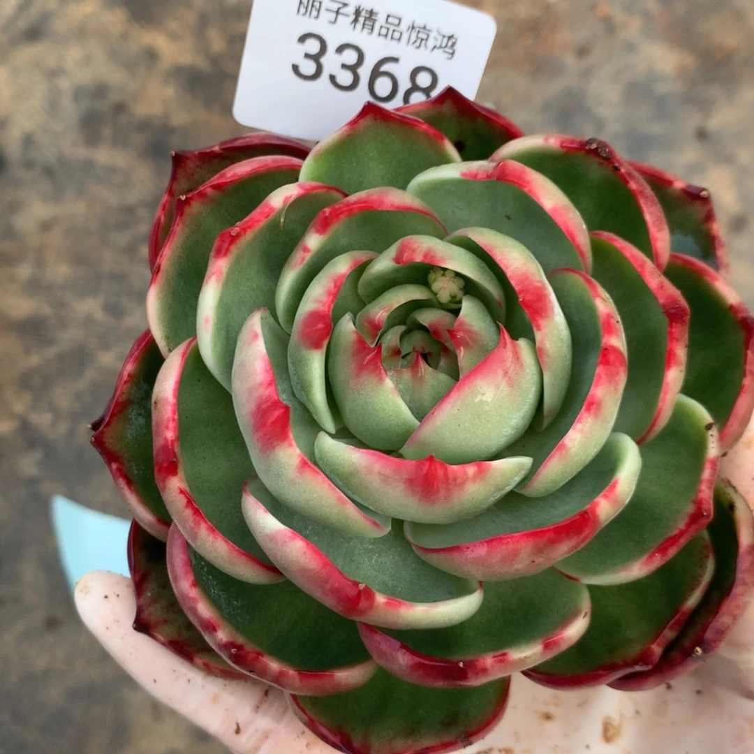 3368一物一拍福利