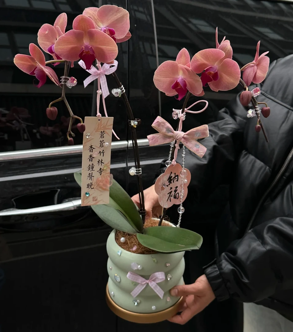 【 单株欣欣向荣蝴蝶兰】带花苞带花