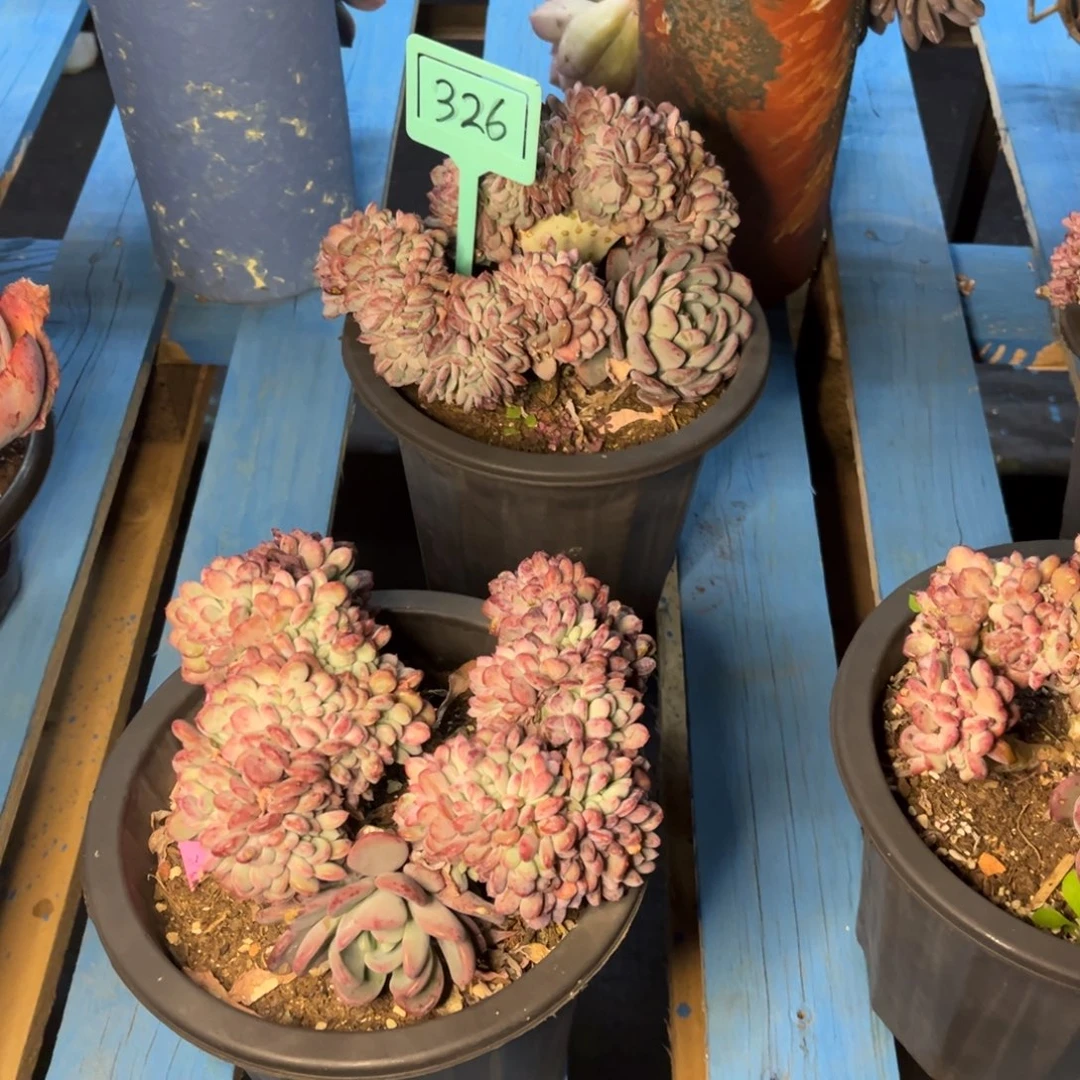 小雨多肉玛瑙缀化