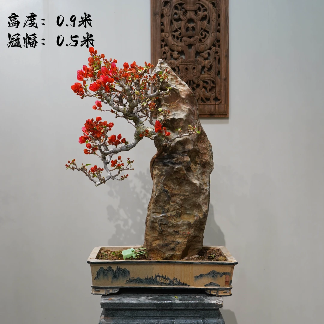精品三角梅附石同安红造型盆景客厅阳台庭院盆景勤花高端老桩四季