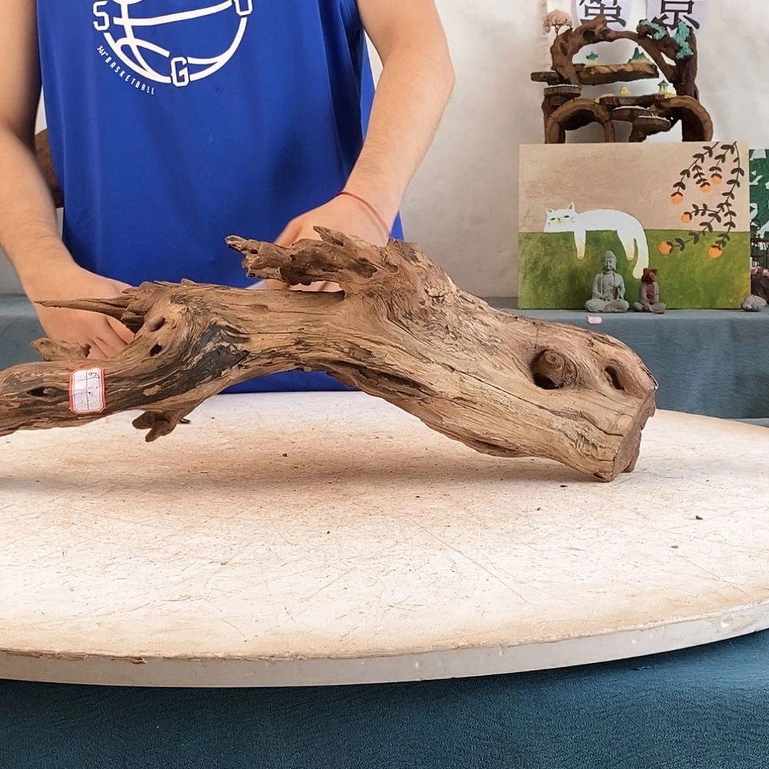 沉木造景寄居蟹造景