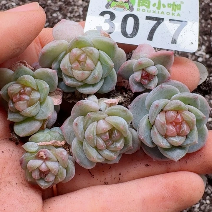 多肉植物多肉植物