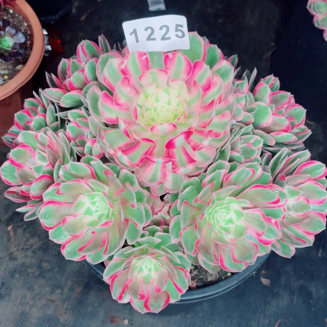 扬***扬粉孔雀翎寄养不包邮