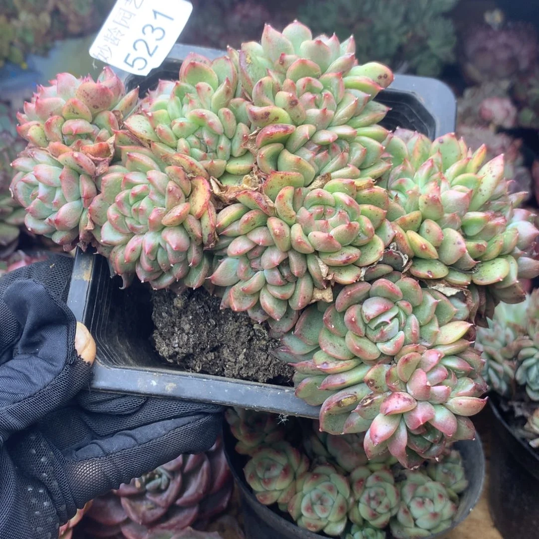 霸***蓉5231杂交精品基地16厘米