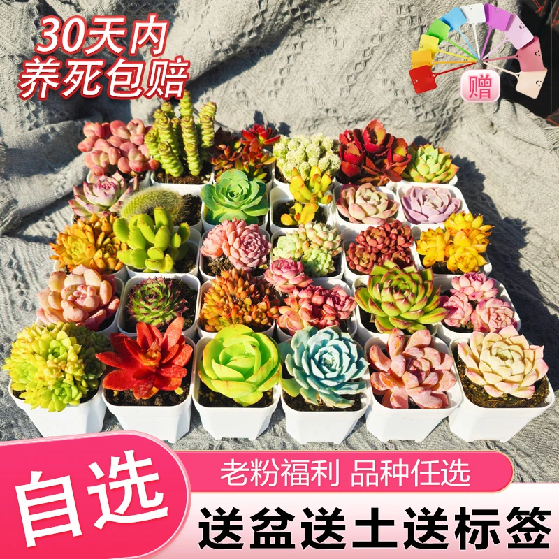 多肉植物组合小盆栽带盆带土好养易活室内多肉稀有品种九尾狐多肉