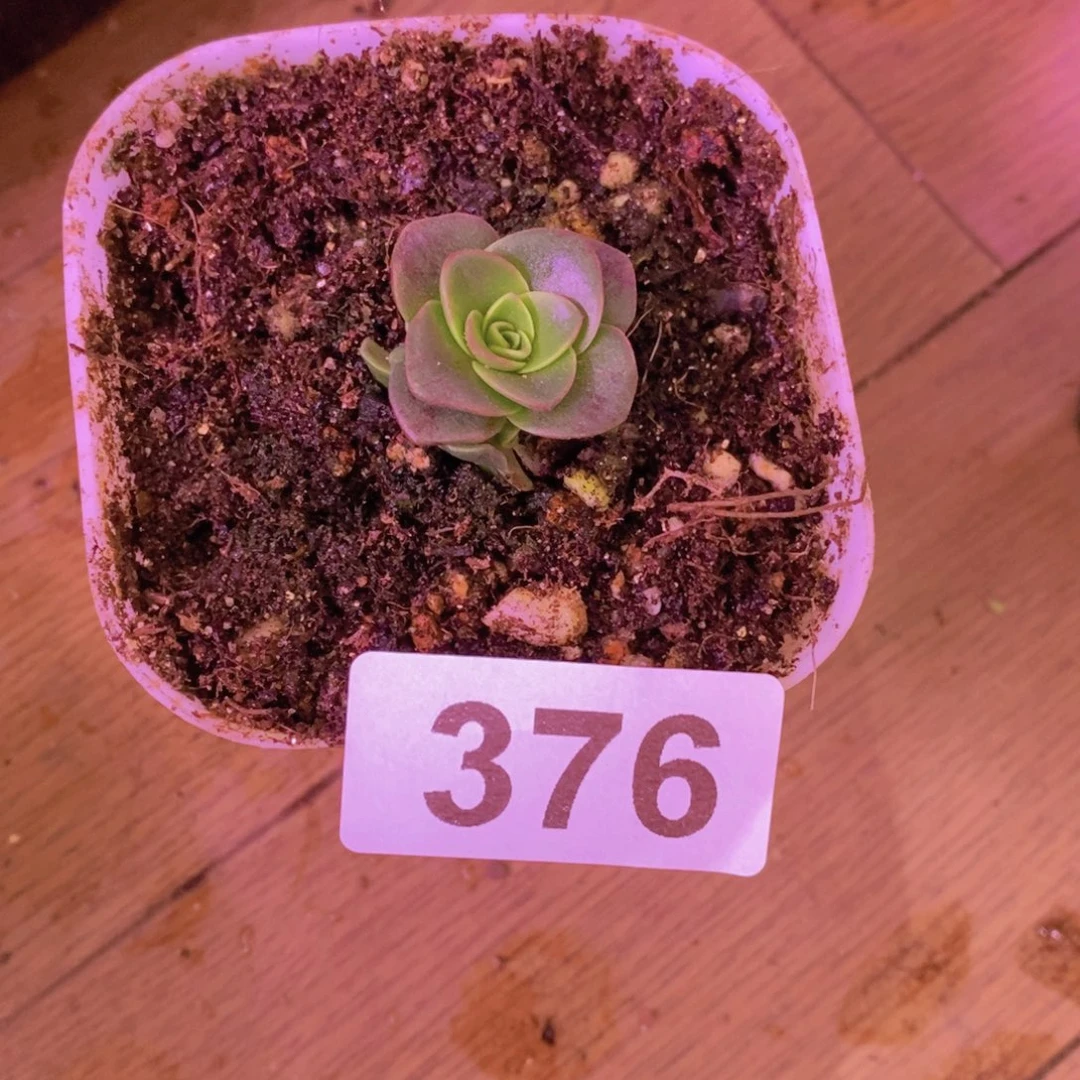 丫***头山地玫瑰一物一拍376