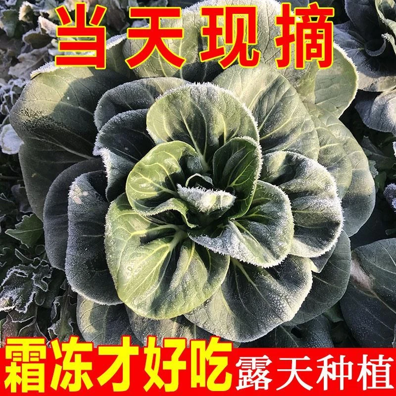 霜冻苏北露天苏州青矮脚小青菜农家自种黑叶青菜新鲜现摘软糯甜
