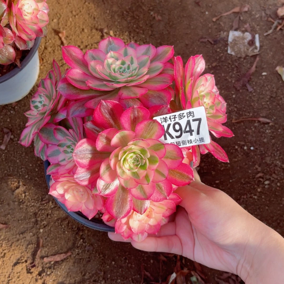 947倾城 冠幅16左右