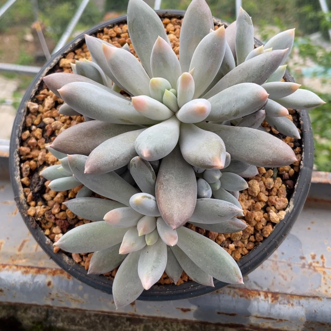 彩体哥特多肉植物多头群
