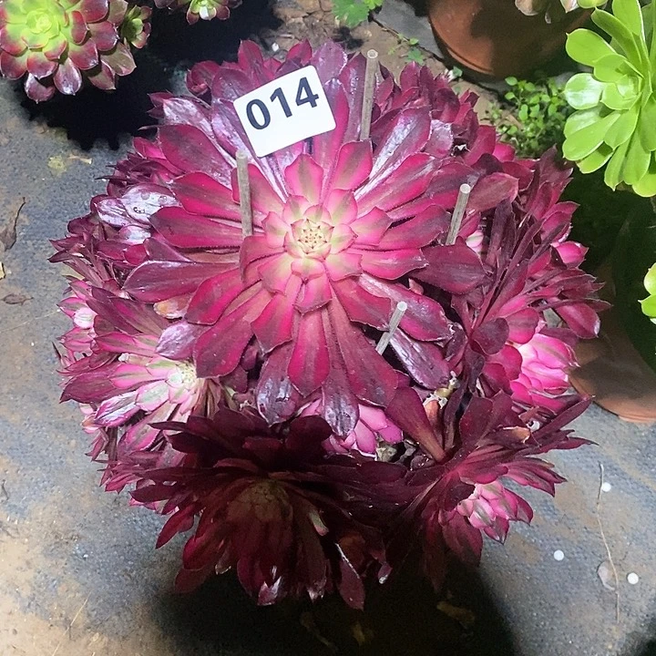 艳法师植物一物一拍014