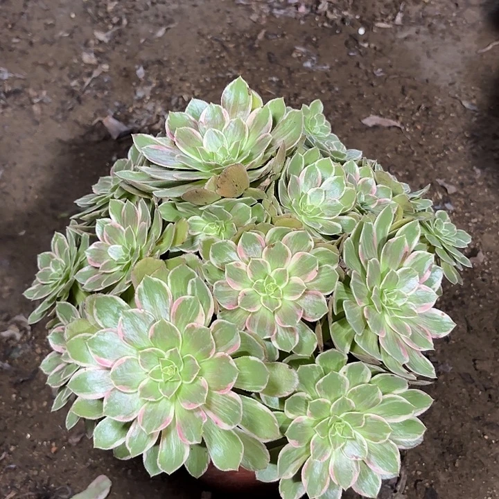 多肉植物法师莲花座57