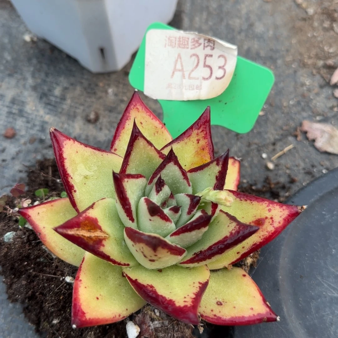 胜*多肉植物宽体黄旗木起雾木