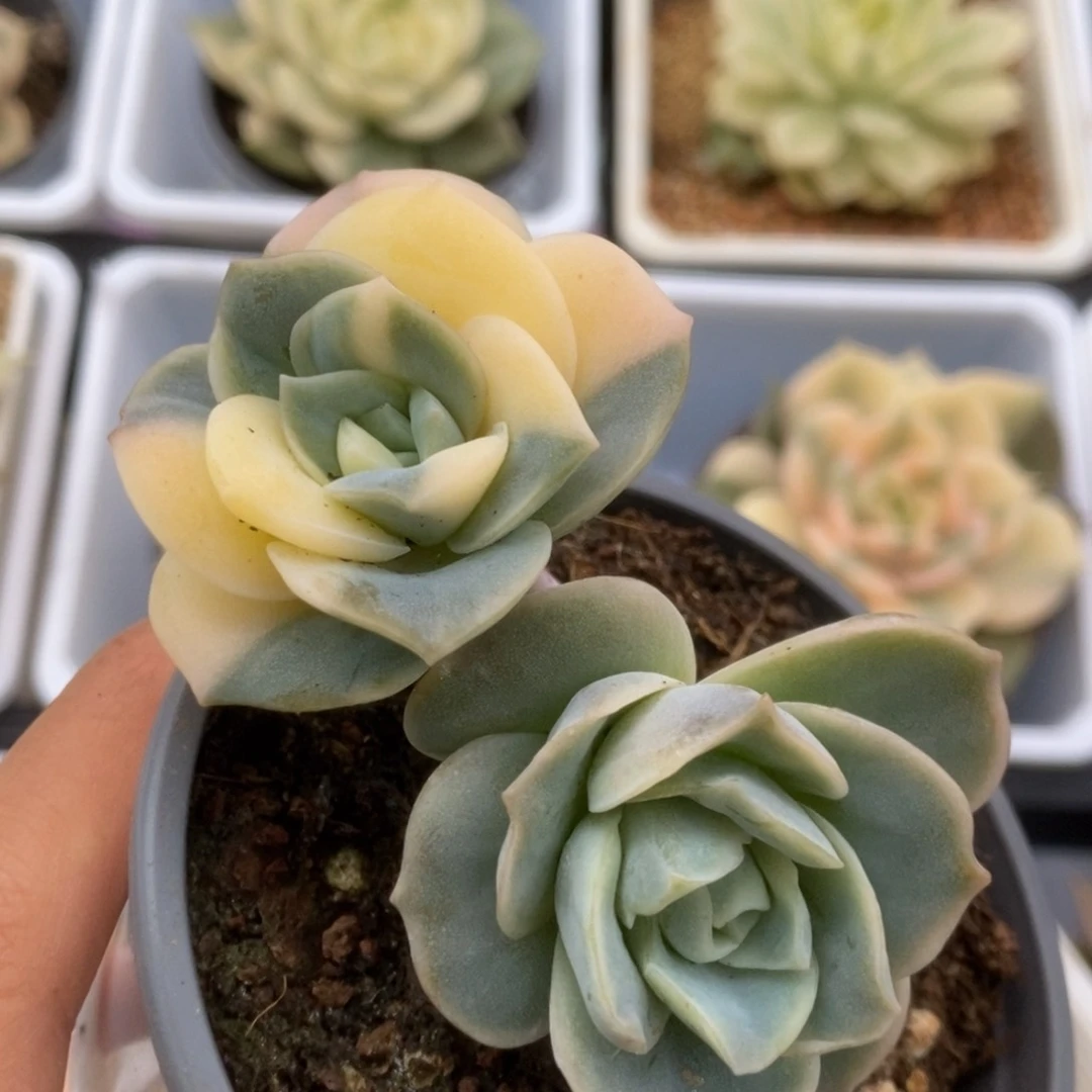 452可爱玫瑰锦锦锦锦锦锦