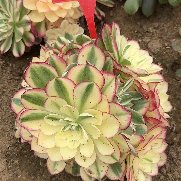 1-31海王多肉法师