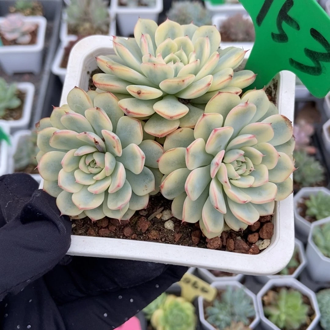 753忌廉锦多肉植物保护