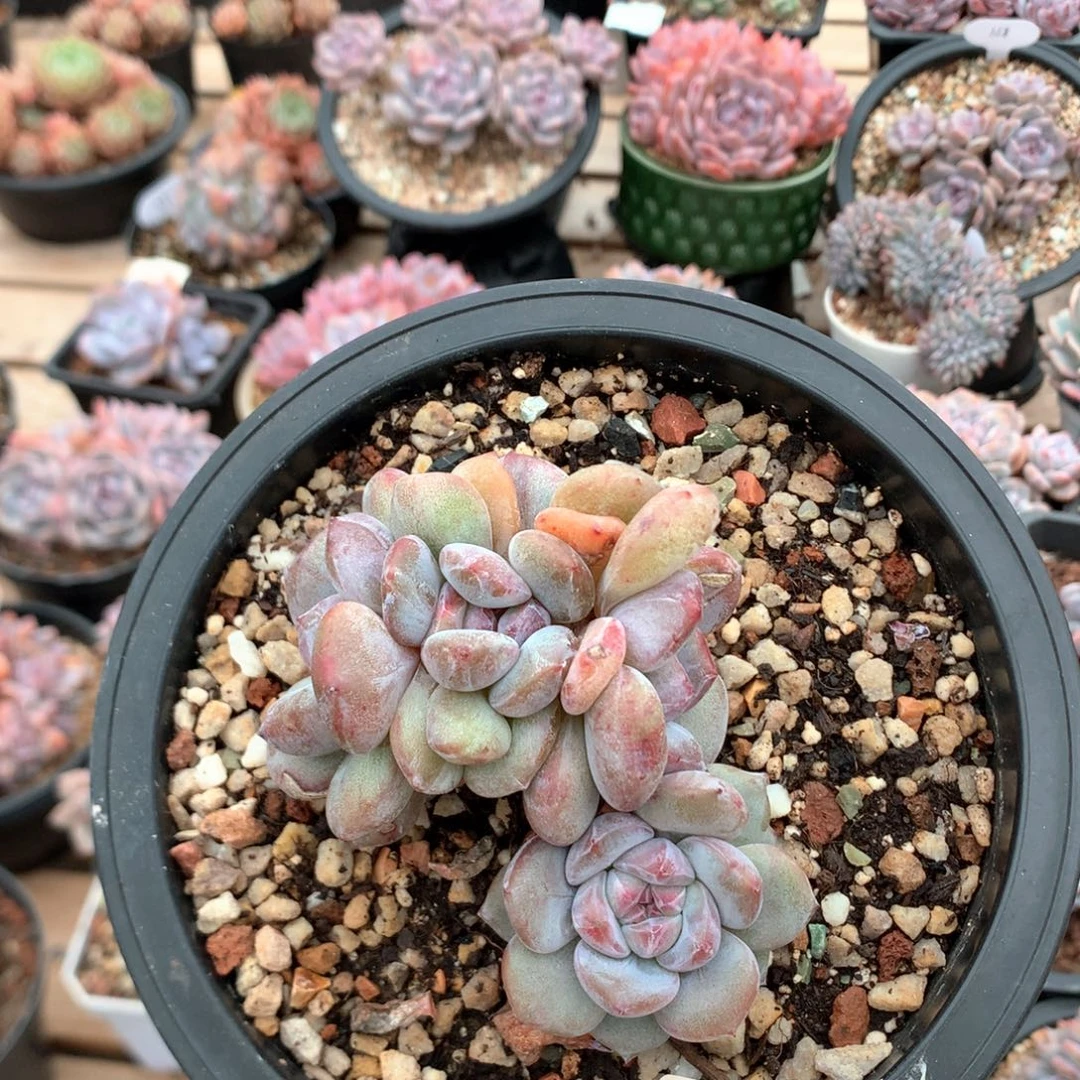 9厘米胸花有砍五头石榴籽朵朵 5233