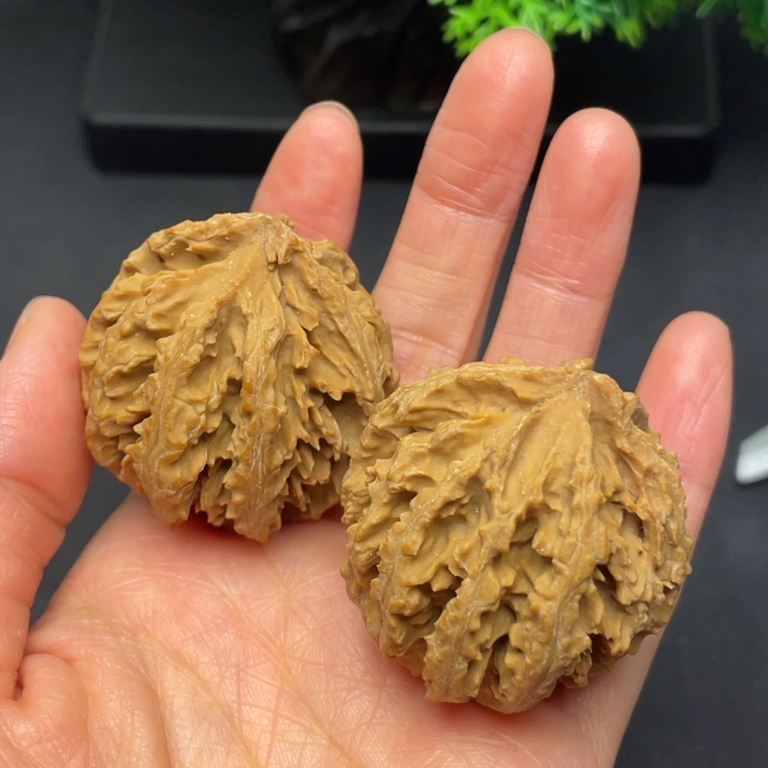 核桃秦岭核桃19号