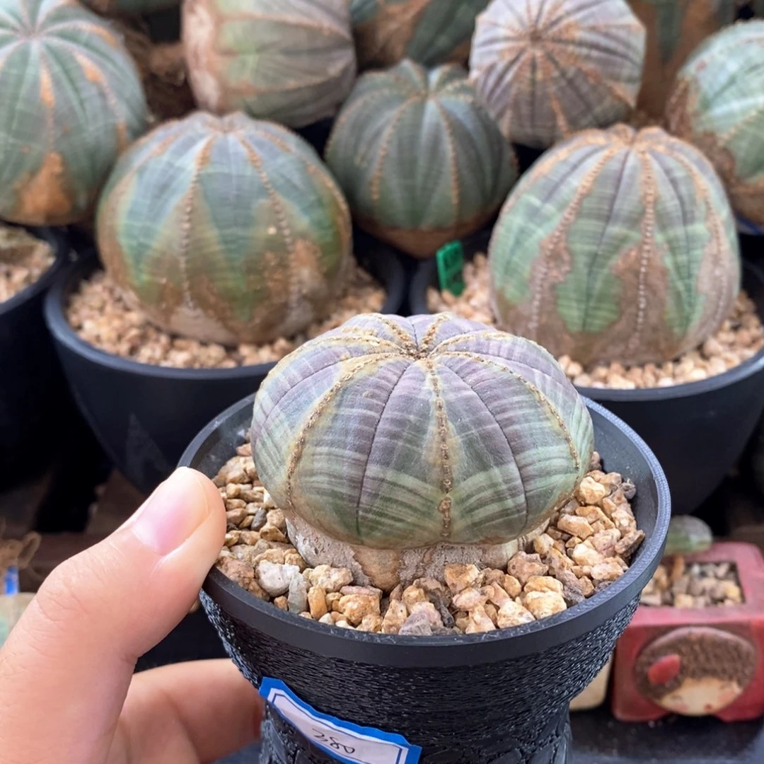 欧系实生布纹球 一物一拍