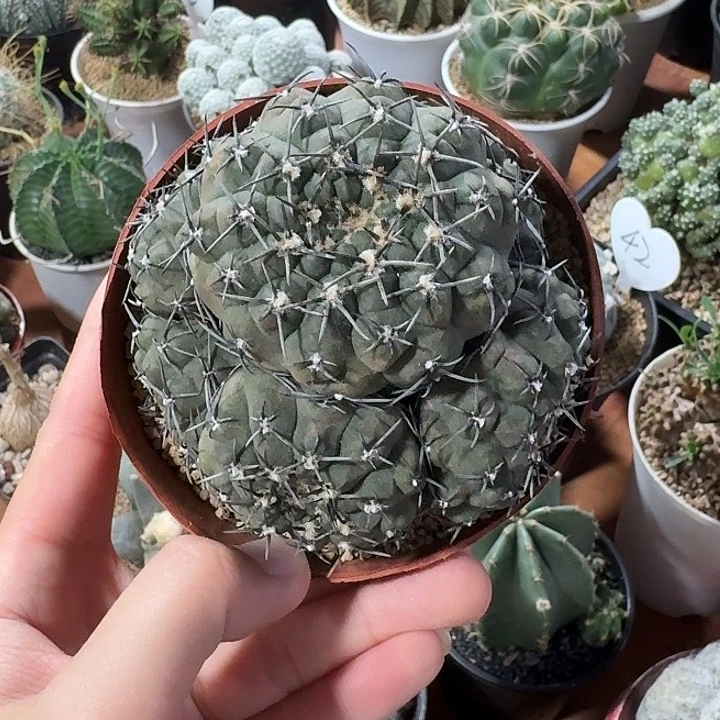 黑刺风头仙人球1234