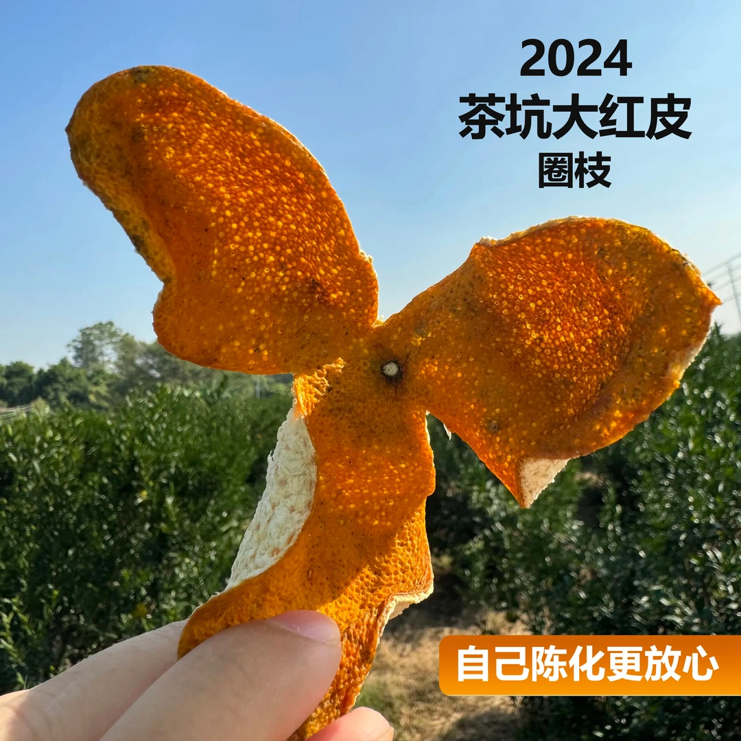 2024新会茶坑茶枝柑圈枝大红皮正宗新会陈皮柑皮红皮泡水泡茶