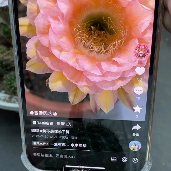 香香梦幻侧芽3公分左右