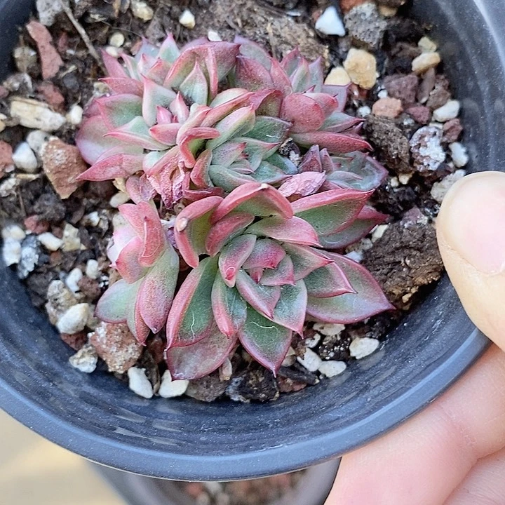 佛罗瑞安娜一物一拍，x