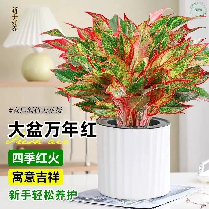新疆包邮 万年红 盆栽 很多株 耐活耐养 新疆农博园培育